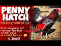 The penny hatch chicken history and origin