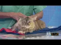 PET EXPERT What To Do When Your Cat Resists Topical Flea Treatment