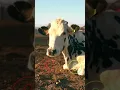 Download Lagu cow #ringtone #smartphone #music #ringtones #song #device #cat #funnycallringto