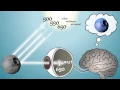 Color Only Exists In Your Brain