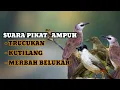 Download Lagu 100% AMPUH || SUARA PIKAT TRUCUKAN, KUTILANG DAN MERBAH BELUKAR