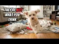 What it s REALLY like owning a Maltipoo Seriously