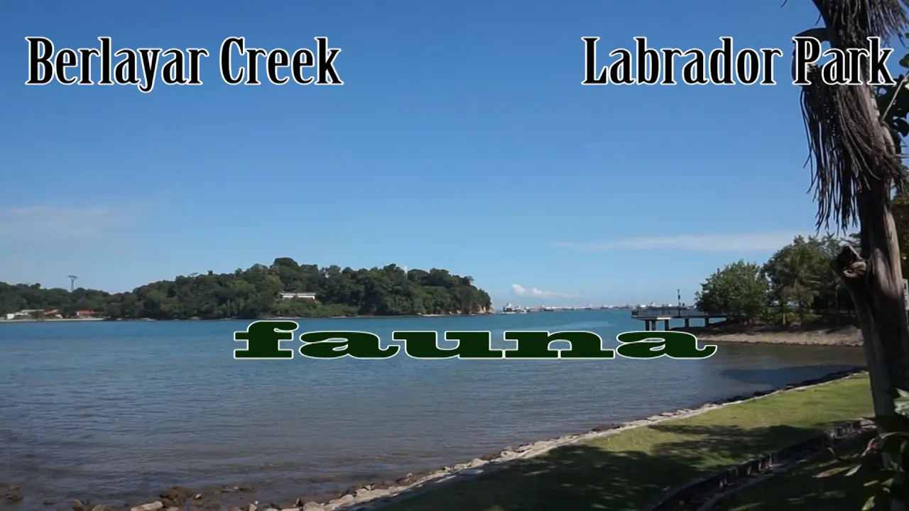 Part 6 :(Special Report) GettingLoss Adventure : Fauna of Berlayar Creek and Labrador Park.