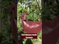 Lagu Onze bordeauxrode tassen maak je nog leuker met handige sleutelhangers! ✨💄👜