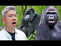 Download Lagu KETEMU GORILA SATU2NYA DI INDONESIA!!