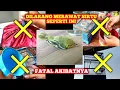 Download Lagu 4 HAL YANG TIDAK BOLEH DILAKUKAN SAAT PELIHARA SIRTU‼️sangat fatal akibatnya