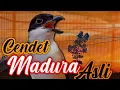 Download Lagu CENDET MADURA ASLI GACOR GONDRONG isian Lovebird kenari galatik - cendet Madura gacor full tembakan