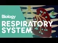 Respiratory System - Introduction Physiology Biology FuseSchool