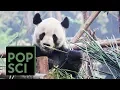 How Climate Change May Drive Pandas Extinct