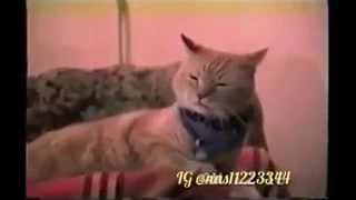 نهفات لطيزي لاترجعي حتى القط للقطاط الفنان فراس الحمزاوي 