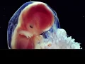 In The Womb - Psalm 139: 13-18
