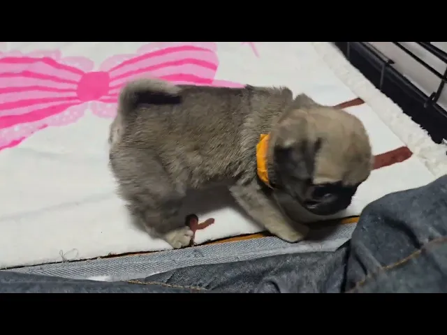 動画