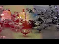 2Ruff (Visualiser) (feat. Takura) - Chase & Status