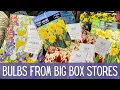 Comparing Flower Bulbs From Big Box Stores Fall Planted Bulbs Plant Haul 2023