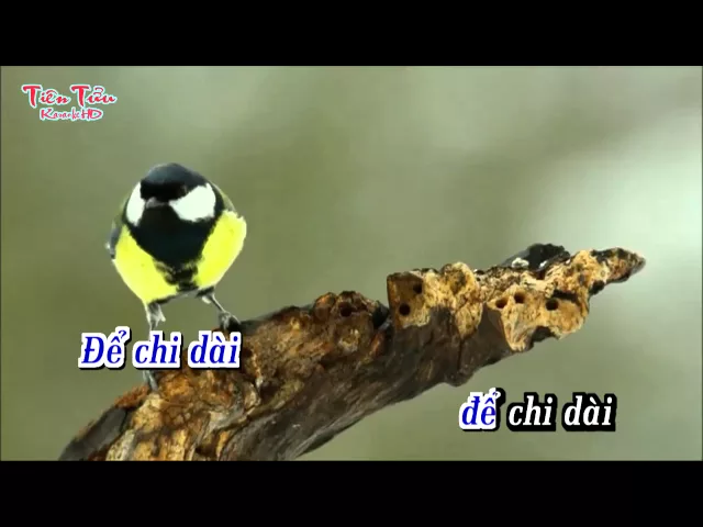 Câu Hát Tình Quê