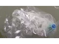 Download Lagu Catching bait with cast net!!!! Huge school of shad.