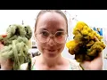 Download Lagu Natural Dyeing with Goldenrod and Yarrow: The Quest for the best Green Dyesource (pt. 2)