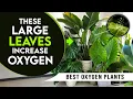 20 Large Leaf Indoor Plants That Produce More Oxygen Best Plants to Boost Oxygen Levels Indoors