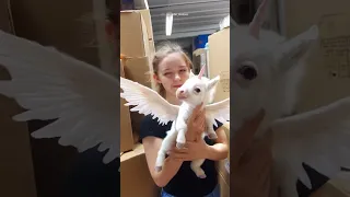 real unicorn baby born in usa