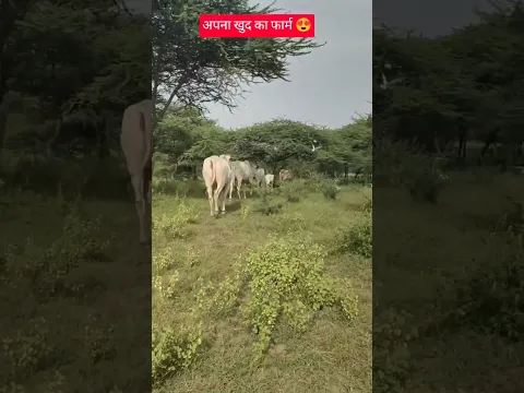 अपना खुद का फार्म❤️ गाय और गौचर दोनों एकदूसरे के बिना अधूरी हैं #cowgrazing #greenery #Cow #ytshorts