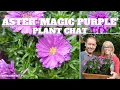 Download Lagu 💜 Aster 'Magic Purple' Plant Chat - SGD 179 💜