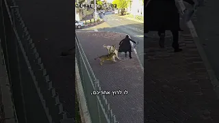 מה לעשות כשרץ אליך כלב משוחרר כלבים אילוף כלבים מאלף כלבים 