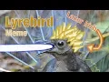 Download Lagu Lyrebird Shoots Lazers All Over The Place