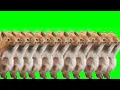 Dancing Squirrel Green Screen WITH SONG 10 Fiverr edit IMPROVED TikTok Meme Template
