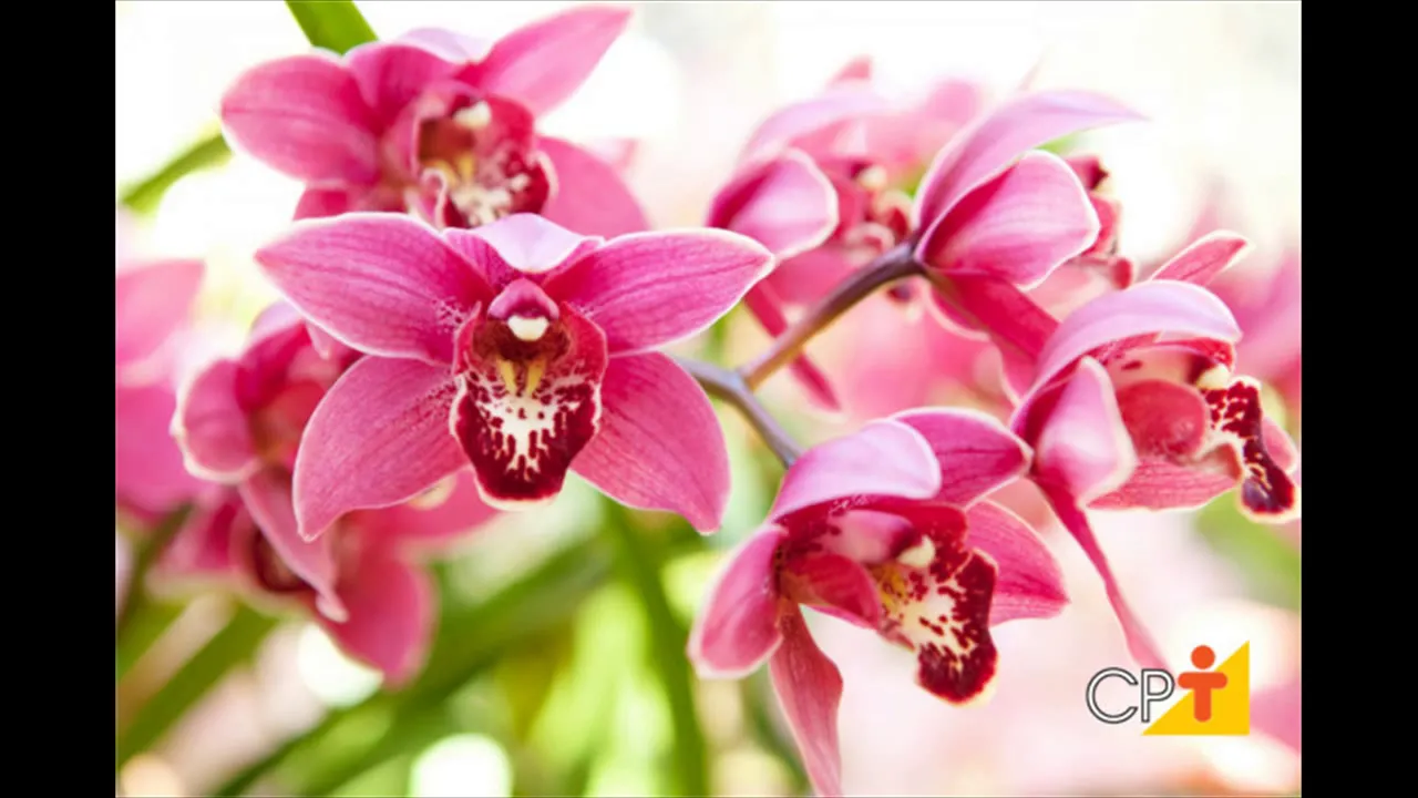 ORQUIDEAS, COMO CUIDAR DE ORQUIDEAS