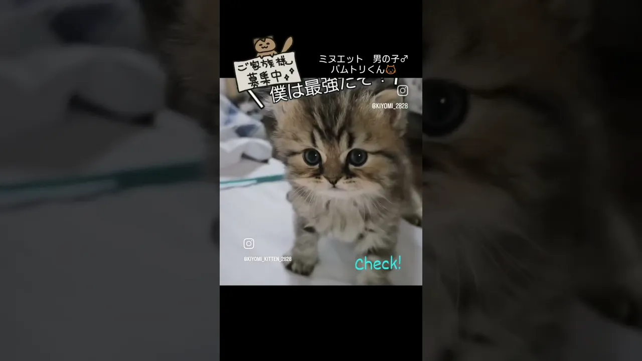動画