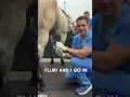 Dr Rullan performing Hock Injections
