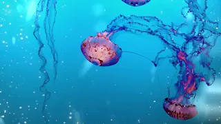 نغمة هاتف اجنبية خيالية    نغمة رنة ولا أروع   دندنها