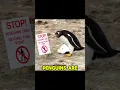Download Lagu Penguins in Mine Fields