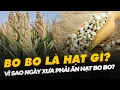 Lagu BO BO LÀ HẠT GÌ? VÌ SAO NGÀY XƯA PHẢI ĂN HẠT BO BO?