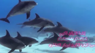 سورة البقرة أبوبكر الشاطري 