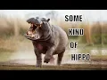 Download Lagu Song:   Some Kind of Hippo