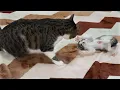 What Happens When the Rescued Kitten Teases the Big Cat?