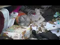 New Dallas pilot program to reduce trash has some neighbors concerned