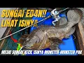 NGAWURR😱‼️MAU PUTUS SAMPAI BERAPA KALI‼️SUNGAI SEKECIL INI ISINYA IKAN MONSTER SEMUA‼️GIL4KK😱🔥