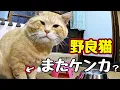 Download Lagu 痛々しい…【野良猫】