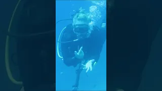 Scuba Diving with Grouper: A Gentle Encounter #shorts