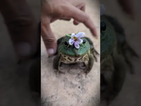 FunnyFrog! Funny frog decoration | Catch Frog Bonk Bonk So Funny | Toad, Bullfrog FUNNY