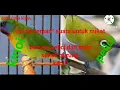 Download Lagu suara burung kinoi dan pelici campur mp3