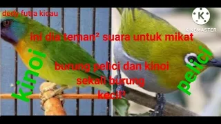 suara burung kinoi dan pelici campur mp3