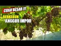 Lagu CUAN BESAR BERKEBUN ANGGUR IMPOR