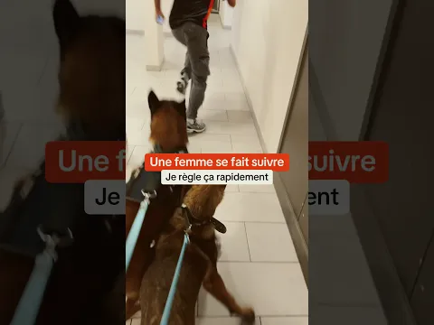Problème résolu 🤷‍♂️👏 #malinois #femme #ninolemalou #ades
