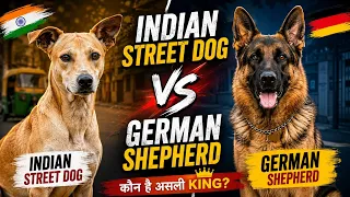 Indian Street Dog vs German Shepherd – Who is the Real King? 🐕🔥