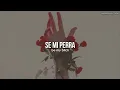 BENEE – Beach Boy  [Español + Lyrics]