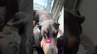 #Fyp #dream #doberman #pets #youtube