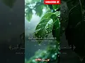 Lagu Surah Al-Mulk (The Sovereignty) - Verses 29-30 #tilawat #islam #deen #quran #faith #viral #trending